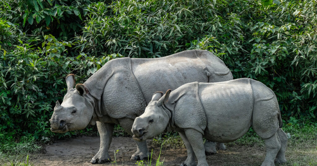 Assam - Home of Many Wild Animals