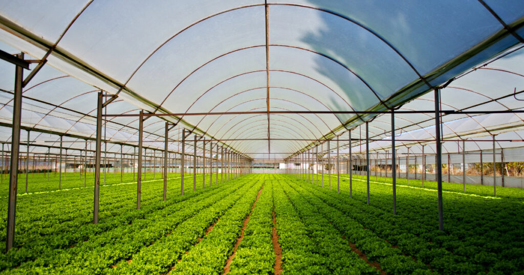 Organic Farming | Business Ideas in Punjab