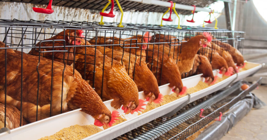 Poultry Farming | Small Business Ideas in Punjab