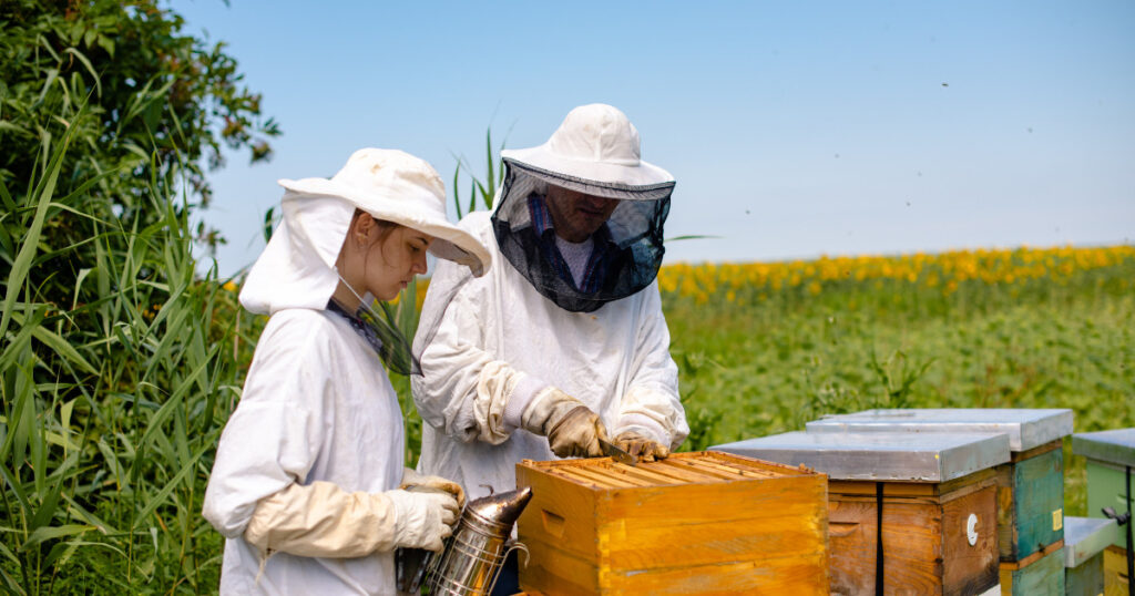 Beekeeping | Small Business Ideas in Punjab