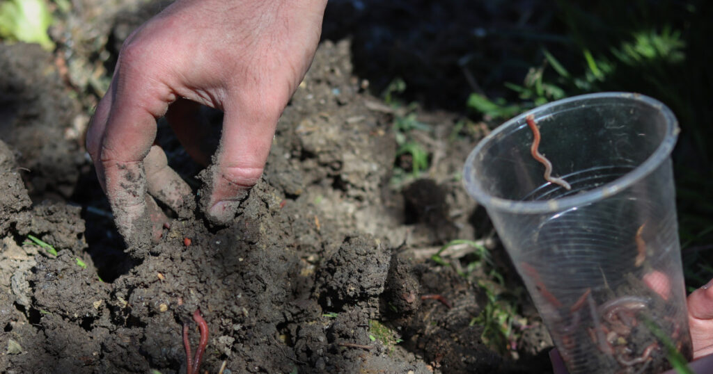 Vermicomposting | Small Business Ideas in Punjab