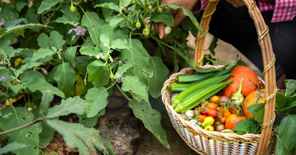 Organic Farming | Business Ideas in Ahmedabad