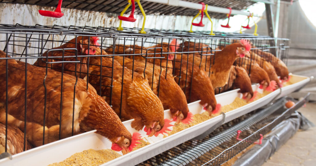 Poultry farming | Business Ideas in Tamil Nadu