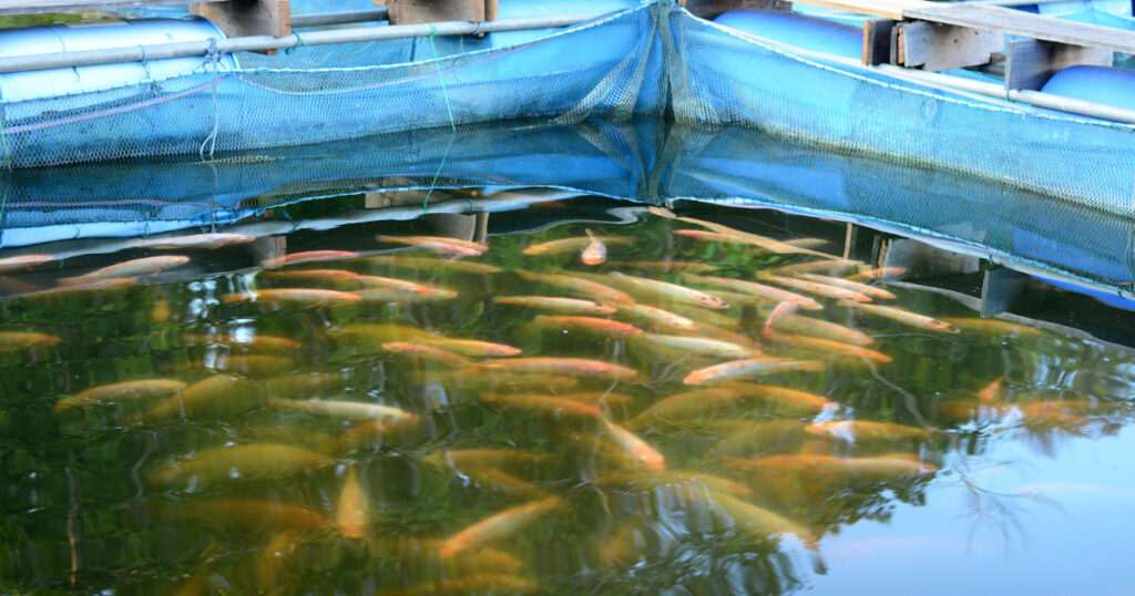 Fish Farming | Business Ideas in Jharkhand