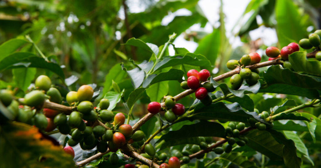 Coffee Plantation | Business Ideas in Karnataka