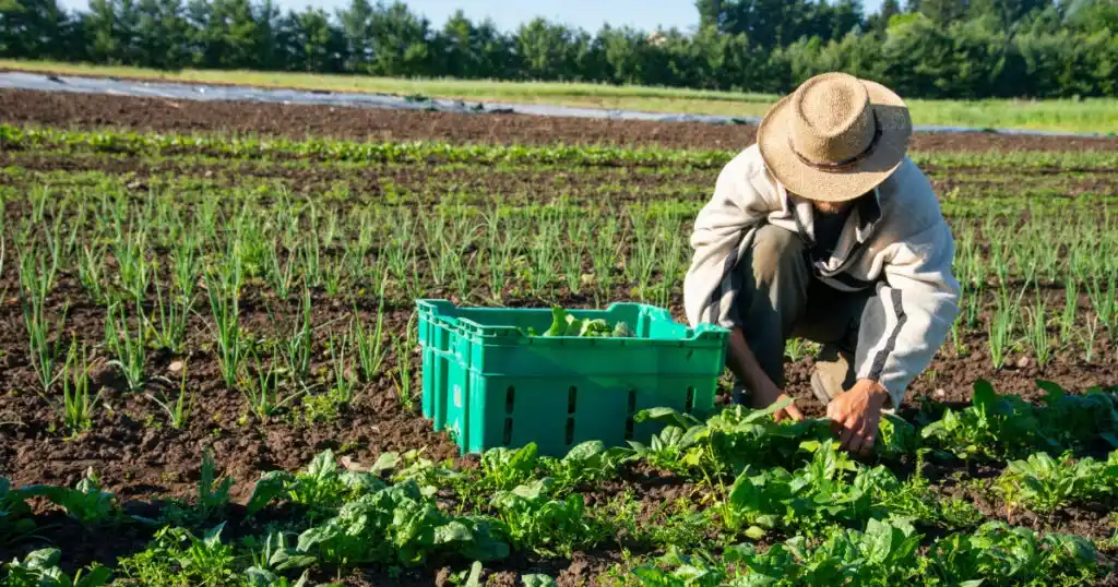 Organic Farming | Business Ideas in Nagpur