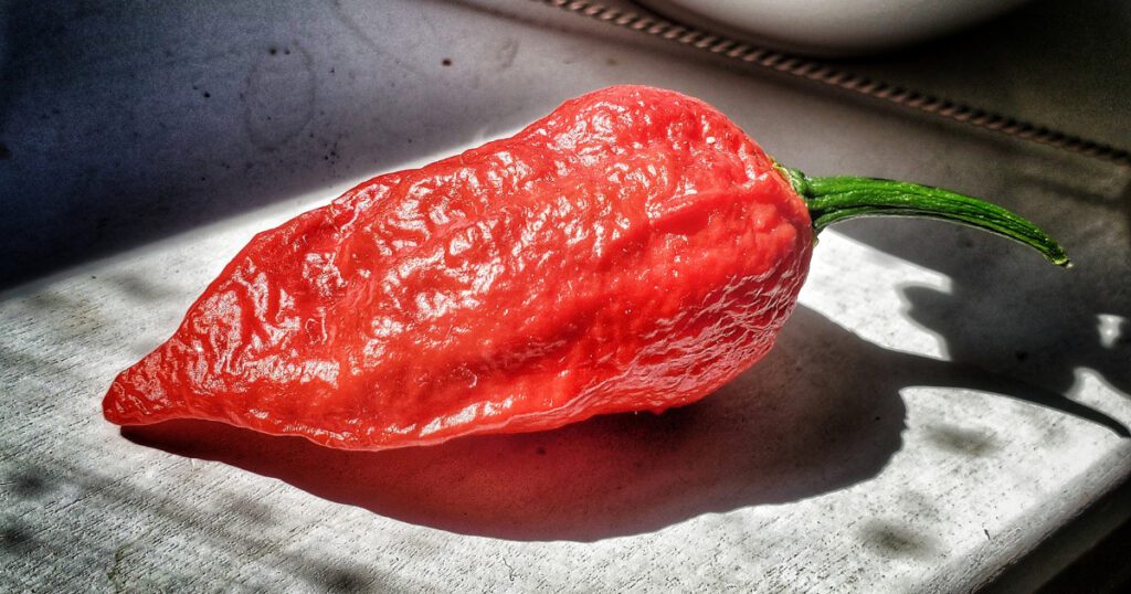 image 11 49 - 20+ Amazing Business Ideas in Assam in 2024 (Highly Profitable) - 2025 Bhut Jolokia | Business Ideas in Assam