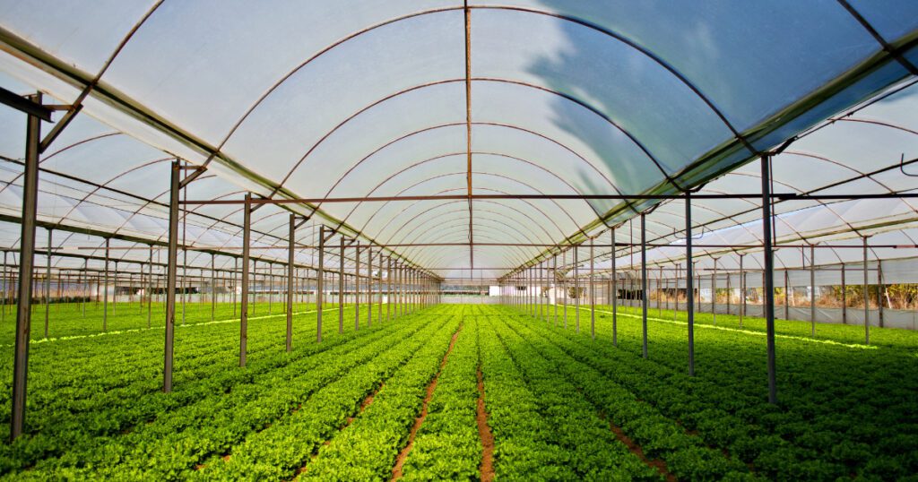 Organic Farming | Business Ideas in Punjab