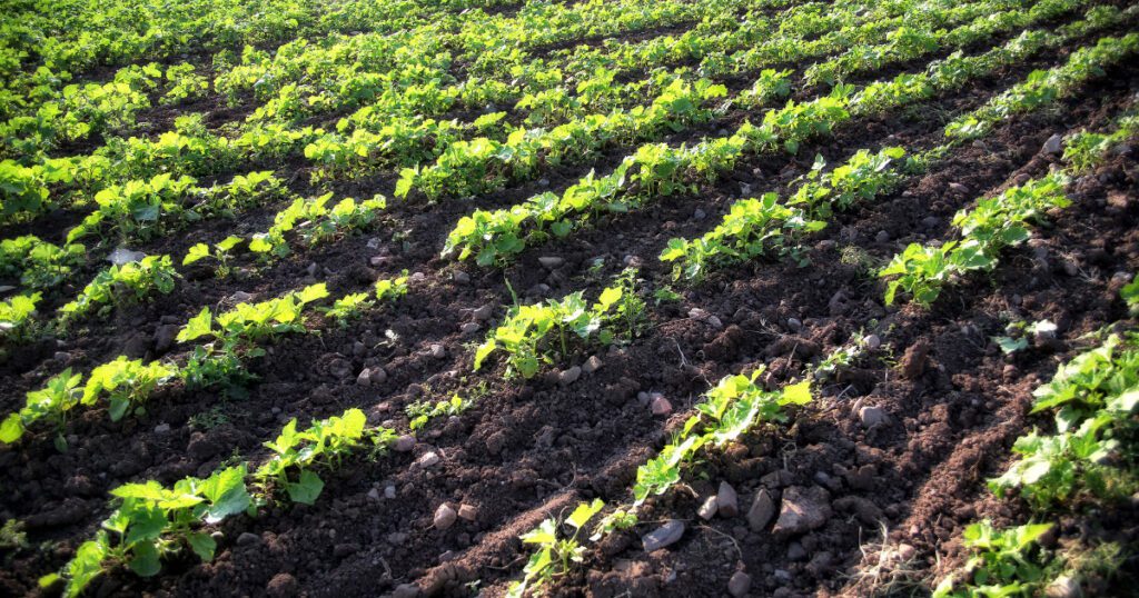 Organic Farming | Business Ideas in Karnataka