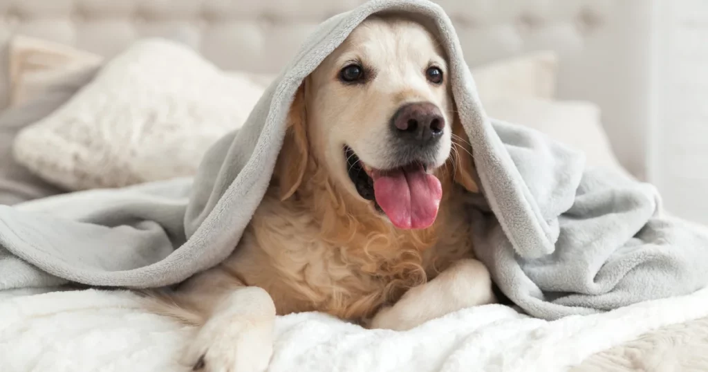 Pet-Centric Opportunities - world best business opportunity