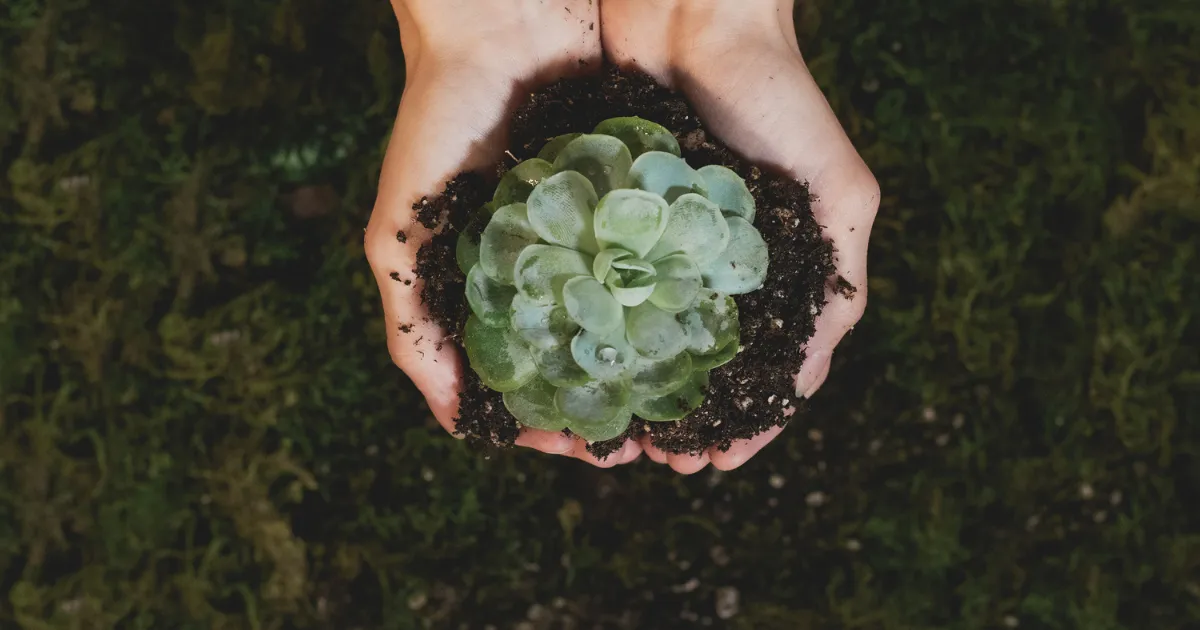 Green and Sustainable Living converted - 21 Best Niches for Affiliate Marketing in 2024 - 2025 Green and Sustainable Living - most profitable niches for affiliate marketing